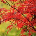 Poesia con Alessandro Quattrone: ‘La gentilezza dell’acero’.