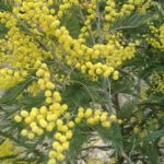 Ce n’est pas tous les jours fête – Réflexions sur le 8 mars Journée internationale des femmes.