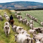 ‘Lavoro, ambiente e cibo nella transumanza’, patrimonio immateriale dell’Unesco. Stefano di Maria