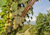 Il Fiano di Avellino e il fascino della vendemmia nei versi di Gabriele De Masi