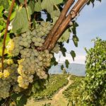 Il Fiano di Avellino e il fascino della vendemmia nei versi di Gabriele De Masi