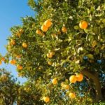 Agrumi di Riviera e di frontiera tra San Remo e Nizza