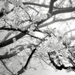 21 Marzo 2020 – Giornata mondiale della Poesia e compleanno di Alda Merini primo giorno primavera