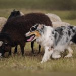“Cani da pecora” e “Arriva” del poeta irpino Gabriele De Masi