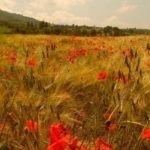 “Terra di pane”. La guerra in una poesia di Gabriele De Masi.