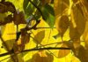 Autunno ferrarese, ‘Stasón incantadóra’, con il poeta Luigi Vincenzi (Tamba) autunno
