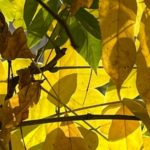 Autunno ferrarese, ‘Stasón incantadóra’, con il poeta Luigi Vincenzi (Tamba) autunno
