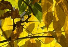 Autunno ferrarese, ‘tasón incantadóra’, con il poeta Luigi Vincenzi (Tamba) autunno