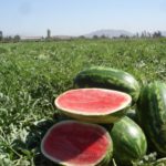 Un’estate italiana. Di Isabella Dilavello: ‘L’amore al tempo dell’anguria’