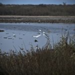 Dialoghi sul Paesaggio Castel Volturno. Oasi dei Variconi. Foto 1 ©Gino Spera