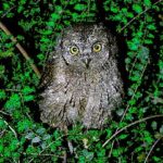 Pascoli. La voce alla poesia: L’assiuolo