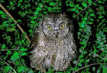 Pascoli. La voce alla poesia: L’assiuolo