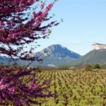Le Grand Pic Saint Loup, sur un air italien, avec carnet d’adresses Le Grand Pic Saint Loup ©Christophe Naigeon