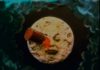Georges Méliès a colori – Una novità cinematografica del…’900 _critique-le-voyage-dans-la-lune-melies18.jpg