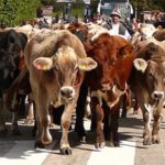 Il rituale antico della transumanza. A mio padre, Salvatore il mandriano. armtransumanza.jpg