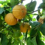 Il bergamotto, prezioso patrimonio botanico della costiera di Reggio Calabria bergaP1060140.jpg