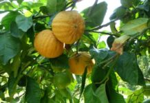 Il bergamotto, prezioso patrimonio botanico della costiera di Reggio Calabria bergaP1060140.jpg