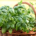 Basilico parigino – Un racconto di Carla Cristofoli cesto-basilico.jpg