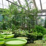 Il Real Orto Botanico di Napoli, oasi di verde in piena città e istituto scientifico Il mangrovieto