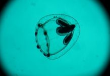 2 e 3 settembre: alla Mostra l’atteso Frantz del francese Ozon spiramirabilis1469708013447.jpg