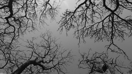 trees-1406760_640-2.jpg