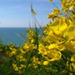 Le umili piante dall’Infinito alla Ginestra