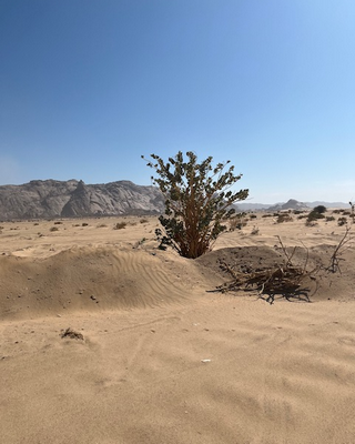 albero nel deserto arabico rally Dakar 2025