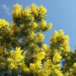 Per l’8 marzo una canzone omaggio di Ornella Fiorini: ‘Na mimoşa par ti, una mimosa per te.