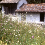 Souvenirs du Friul. Sequals.