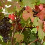 21 settembre. Addio estate! Addio alla rassegna “Un’estate italiana”!