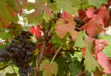 21 settembre. Addio estate! Addio alla rassegna “Un’estate italiana”!