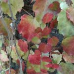 L’Autunno è fonte infinita di Poesia! Altritaliani