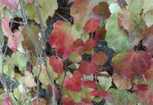 L’Autunno è fonte infinita di Poesia! Altritaliani