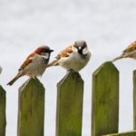 I miracoli di Covid.