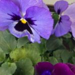 Maggio, di buone nuove?