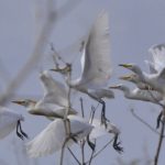 «Terra di sola andata» di Laura Fusco: la speranza nel seme della poesia