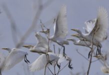 «Terra di sola andata» di Laura Fusco: la speranza nel seme della poesia